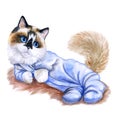 Watercolor portrait of cute kitten in body clothes on white background.