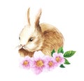 Watercolor portrait of cute light brown rabbit with beautiful blooming twig of rosehip isolated on white background. Hand drawn Royalty Free Stock Photo