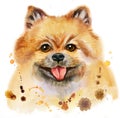 Watercolor portrait of dog pomeranian spitz