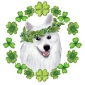 Watercolor portrait of a dog, Samoyed Laika in bright clover wreath, for saint Patrick's day, card, poster, ect.