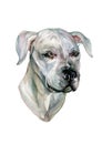 Watercolor Portrait Dogo Argentino Isolated on White