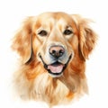 Watercolor Portrait Of Golden Retriever: Calm, Focused, And Cute Royalty Free Stock Photo