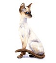 Watercolor portrait of a graceful cat. Siamese cat