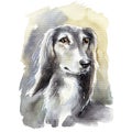 Watercolor portrait of greyhound dog