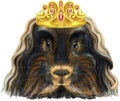 Watercolor portrait of Merino guinea pig in golden crown on white background