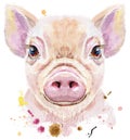 Watercolor portrait of mini pig