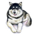 Alaskan Malamute isolated on white background. Portrait of a northern dog. Watercolor