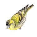 Birds Siskin on white backgruong. Chizh. Illustration