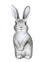 Gray Rabbit, bunny isolated on white background. Easter. Watercolor.