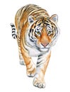 Tiger walking isolated on white background. Watercolor. Illustration