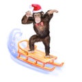 Watercolor portrait of monkey skating on the sledge in hat