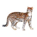 Watercolor portrait of ocelot cat with dots, stripes on white background. Hand drawn detailed sweet home pet