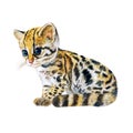 Watercolor portrait of ocelot kitten with dots, stripes on orange background. Hand drawn detailed home pet