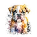 Watercolor Portrait Painting of Bulldog Puppy