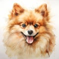 Watercolor Portrait Of Pomeranian Pet Illustration Painting