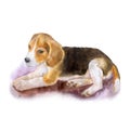 Watercolor portrait of popular English beagle dog on white background. Hand drawn sweet home pet