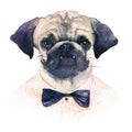 Watercolor portrait of a pug-dog