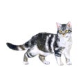 Watercolor portrait of rare exotic American wirehair cat on white background Royalty Free Stock Photo