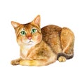 Watercolor portrait of rare exotic Chausie jungle cat on white background