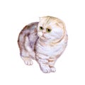 Watercolor portrait of rare exotic Flappig toy-fold cat on white background