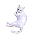 Watercolor portrait of rare exotic Khao Manee, Diamond Eye cat on white background Royalty Free Stock Photo