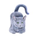 Watercolor portrait of rare exotic Nebelung cat, Longhaired Russian Blue Royalty Free Stock Photo