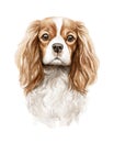 Watercolor portrait of red head cavalier king charles spaniel character