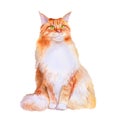 Watercolor portrait of red maine coon long hair cat on white background. Hand drawn sweet home pet Royalty Free Stock Photo