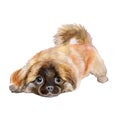 Watercolor portrait of red pekingese chinese dog, Lion Dog, Peking Lion Dog, Pelchie Dog on white background