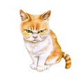 Watercolor portrait of scottish fold cat Japanese angry cat on white background. Hand drawn sweet home pet Royalty Free Stock Photo