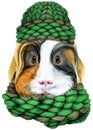 Watercolor portrait of Sheltie guinea pig pig in a knitted hat and scarf on white background