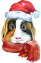 Watercolor portrait of Sheltie guinea pig with Santa hat on white background