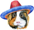 Watercolor portrait of Sheltie guinea pig in sombrero hat on white background