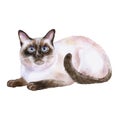 Watercolor portrait of siamese black and white short hair cat on white background. Hand drawn home pet