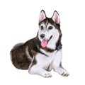 Watercolor portrait of Siberian Husky dog breed on white background. Hand drawn sweet home pet Royalty Free Stock Photo