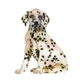 Watercolor portrait of white in black dots Dalmatian breed dog isolated on white background Royalty Free Stock Photo