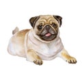 Watercolor portrait of white and black Pug breed dog, Mops, Chinese pug, Dutch bulldog, Dutch mastiff, Mini mastiff