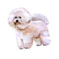 Watercolor portrait of white Canary Islands, Spain, Belgium, France bichon frise dog on white background
