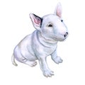 Watercolor portrait of white English Bull terrier, the white cavalier breed dog puppy on white background. Hand drawn sw