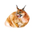 Watercolor portrait of wild caracal cat with black ears