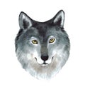 Watercolor portrait of a wolf Royalty Free Stock Photo