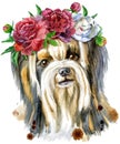 Watercolor portrait of yorkshire terrier breed dog with wreath of peonies Royalty Free Stock Photo