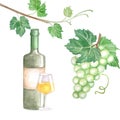 Watercolor poster of bottle of wine grapes, glass of wine and bunch of green grapes