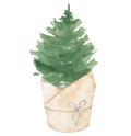 Watercolor potted Christmas tree hand drown illustration isolated white background
