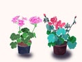 Watercolor potted flowers Set of isolated two geraniums