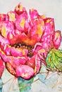 Watercolor Prickly Pear Cactus, Opuntia,  in Bloom Royalty Free Stock Photo