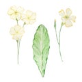 Watercolor primrose, february month birth flower Royalty Free Stock Photo