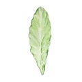 Watercolor primrose leaf, February month birth flower Royalty Free Stock Photo