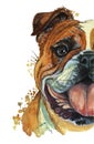 Watercolor printshop, print on the theme of the breed of dogs, mammals, animals, breed English bulldog, bulldog, portrait, color r Royalty Free Stock Photo