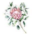 Watercolor protea bouquet with eucalyptus leaves. Hand painted pink flower with branch isolated on white background